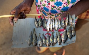 A fisher in Malawi