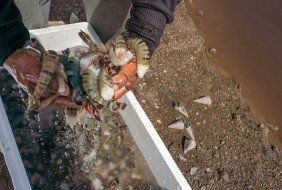 A shrimp farmer in Indonesia