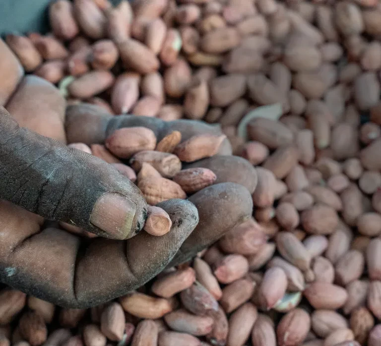 Ground nut crop in Zimbabwe